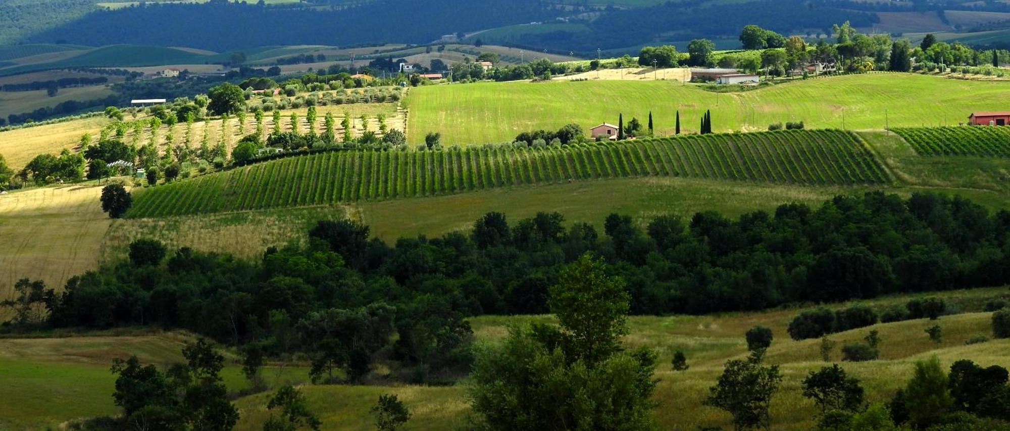 Poggio La Luna - La Casa Nel Vigneto Монтемерано Экстерьер фото